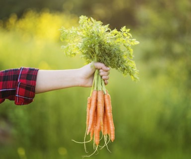 Woman holding bunch of carrots