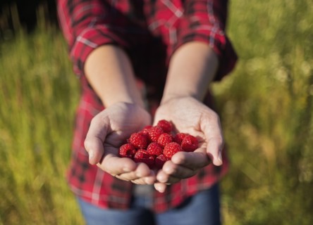 Mid section of woman holding raspberries in hands
