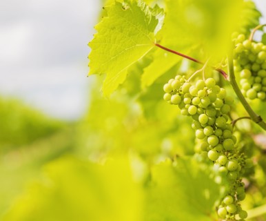 White grapes growing in vineyard