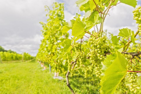 White grapes growing in vineyard