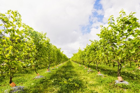Green vineyard under cloudy sky