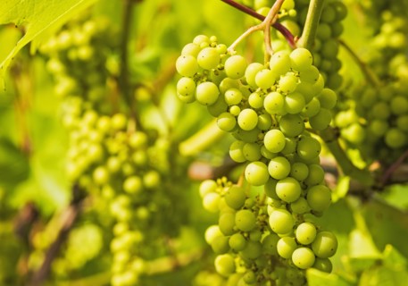 White grapes growing in vineyard