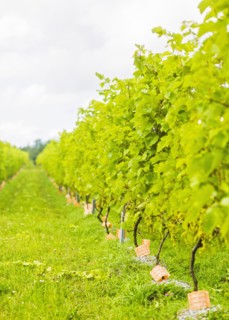 Lush foliage of vineyard