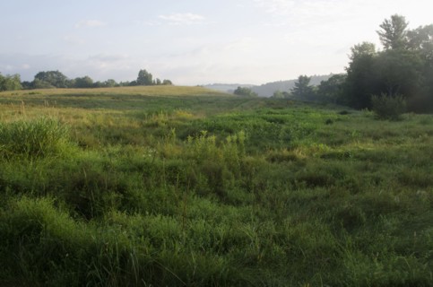 Green meadow