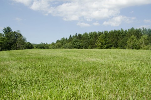 Green meadow