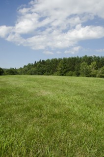 Green meadow