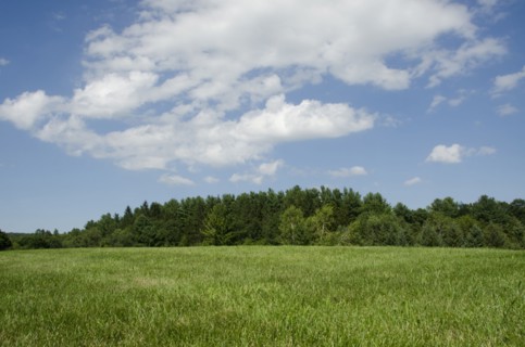 Green meadow