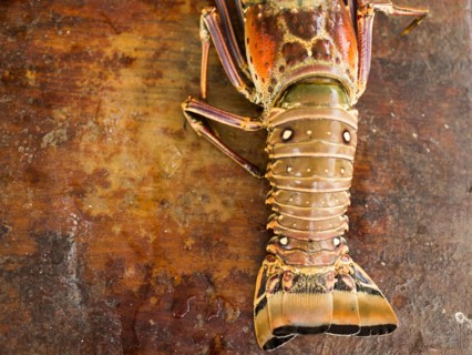 View of lobster