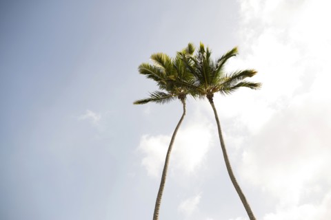 Low angle view of palm trees