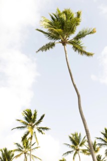 Palms against clouds