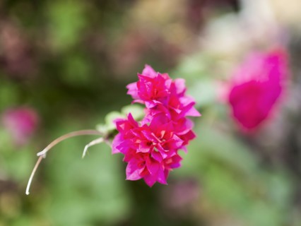 View of pink tropical wildflower