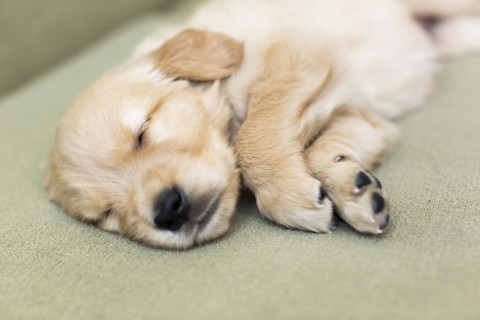 Puppy sleeping on sofa