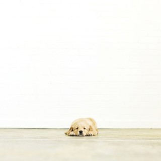 Portrait of puppy lying down on wooden floor