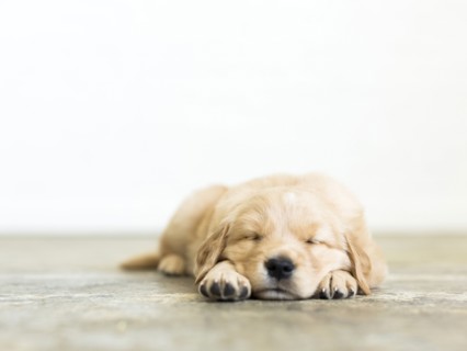 Portrait of puppy sleeping on wooden floor