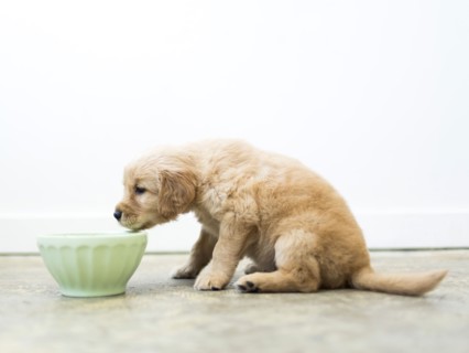 Golden Retriever puppy drinking water