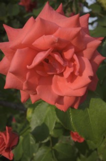 Close-up of red rose flower
