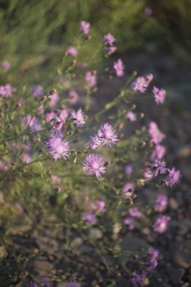 Close-up of uncultivated purple flowers