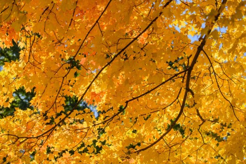 Autumn leaves. Central Park, New York, New York State, USA.
