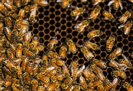 Close-up of bees on honeycomb
