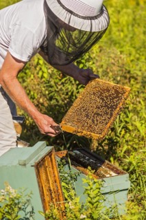 Beekeeper in protective suit with beeswax honeycomb frame