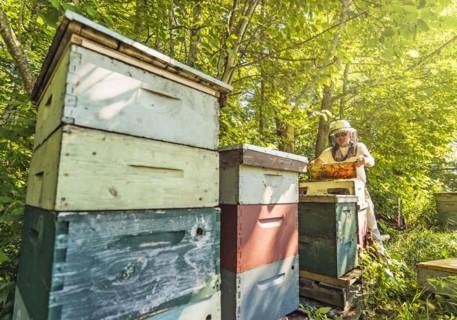 Hope, Beekeeper holding honeycomb