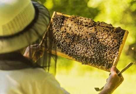 Beekeeper holding honeycomb