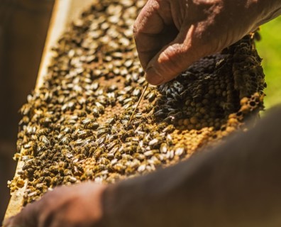 Beekeeper inspecting bee hive