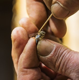 Beekeeper taking off mite (Varroa mites) from honey bee