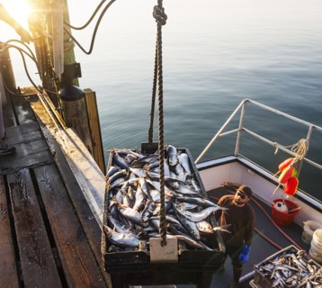 Men loading fish on boat