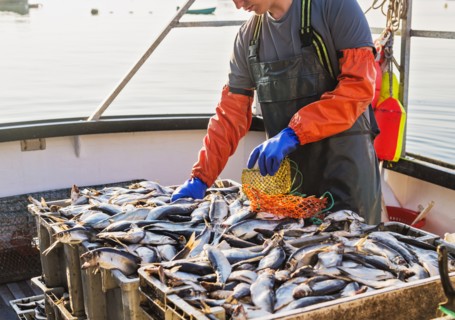 Fisherman packing fish