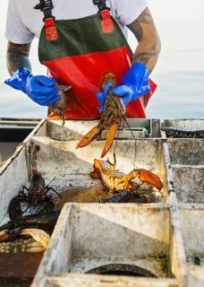 Fisherman measuring lobster
