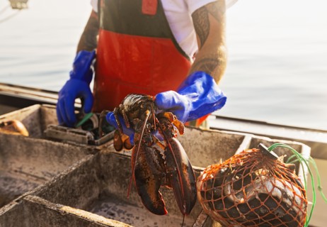 Fisherman holding lobster
