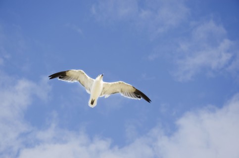 Seagull flying against cloudy sky