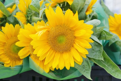 Close up of sunflower head