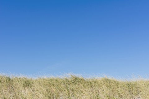 Clear blue sky above field of grass