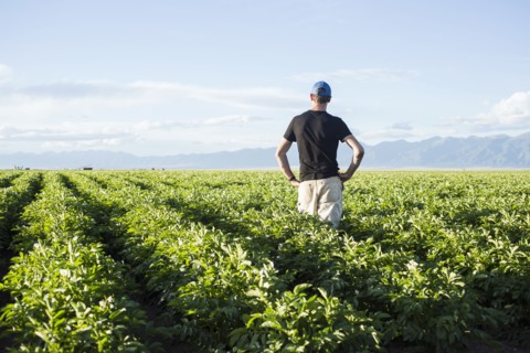 Rear view of mature man standing in field