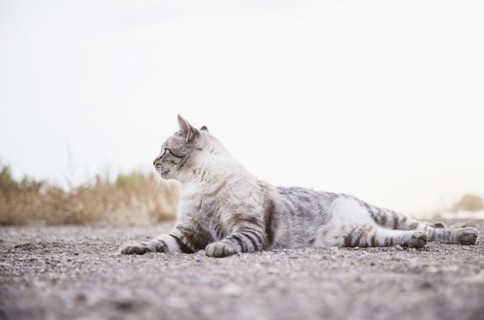 Portrait of cat lying down