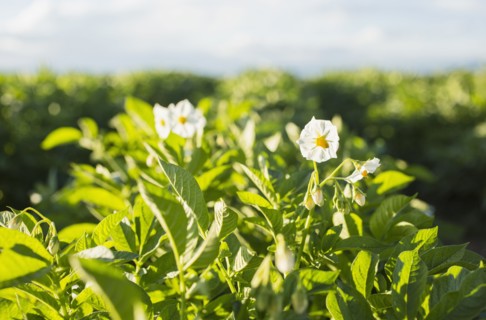Close up of white flowers in field