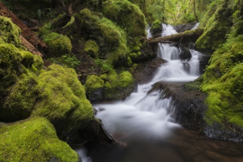 Waterfalls in green forest
