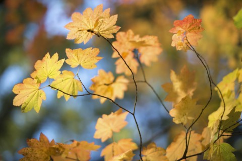 Close-up of yellow leaves