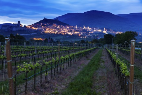 Vineyard with town in background at dusk