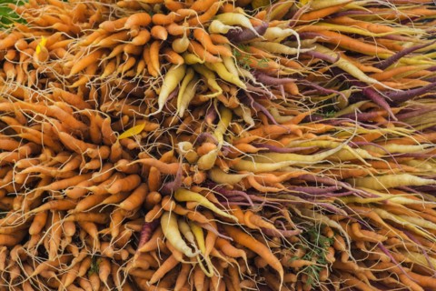 Large bunch of orange, yellow and purple carrots