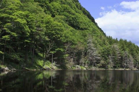 Forest covering mountain reflected in lake