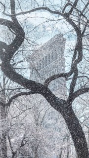 Tree with Flatiron Building in background. New York City, New York, USA.