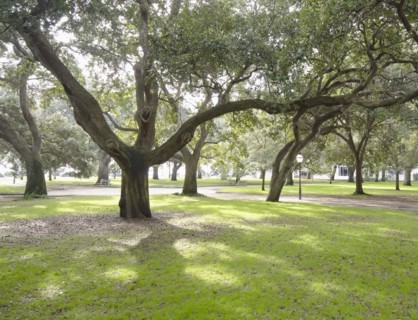Green trees in park