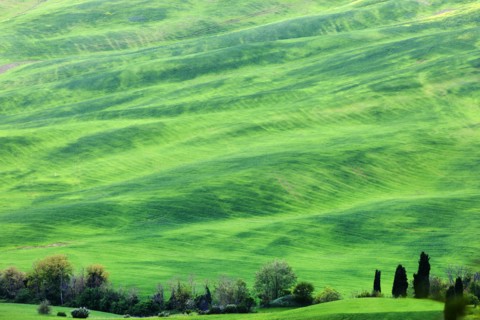 Green rolling landscape