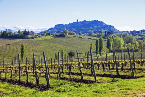Vineyard on green hills