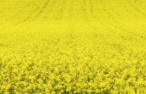 Yellow canola field