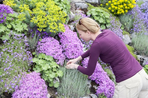 Woman picking flower growing in flowerbed