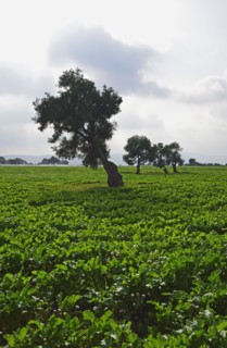Olive trees in green field